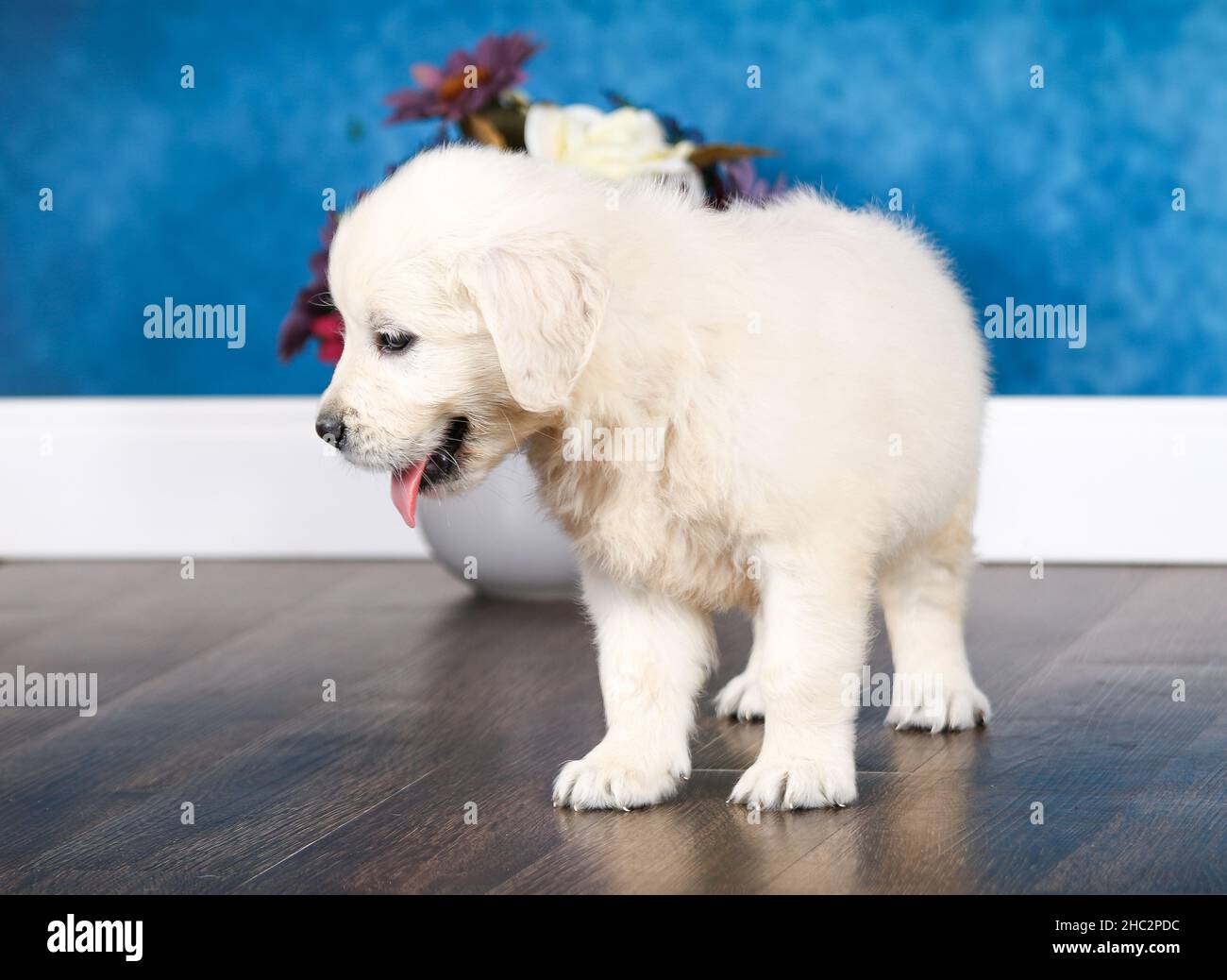 English Cream Golden Retriever puppy sticking out tongue in room with blue wall Stock Photo
