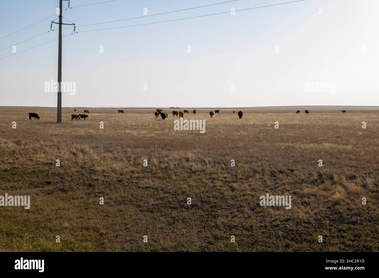 Cows grazing on steppe pastures in Kazakhstan, near Astana Stock Photo