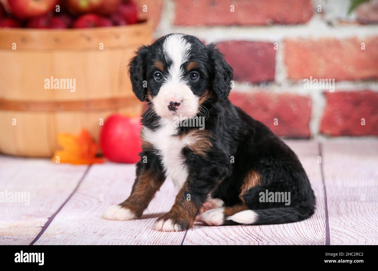 Tricolored Bernedoodle Puppy sitting in front of brick wall. Apples in