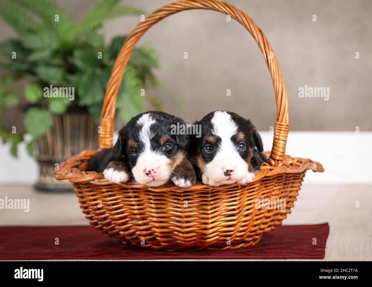 Two Tri-colored Mini Bernedoodle Puppies in a basket with green plant in background Stock Photo