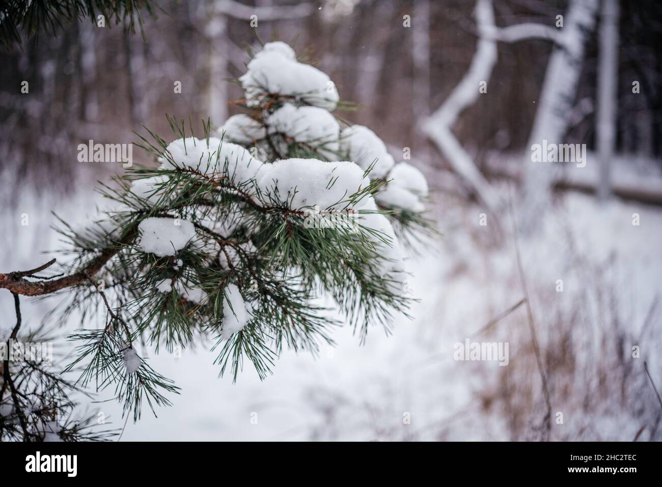 A branch of a pine tree covered with fluffy snow Stock Photo - Alamy