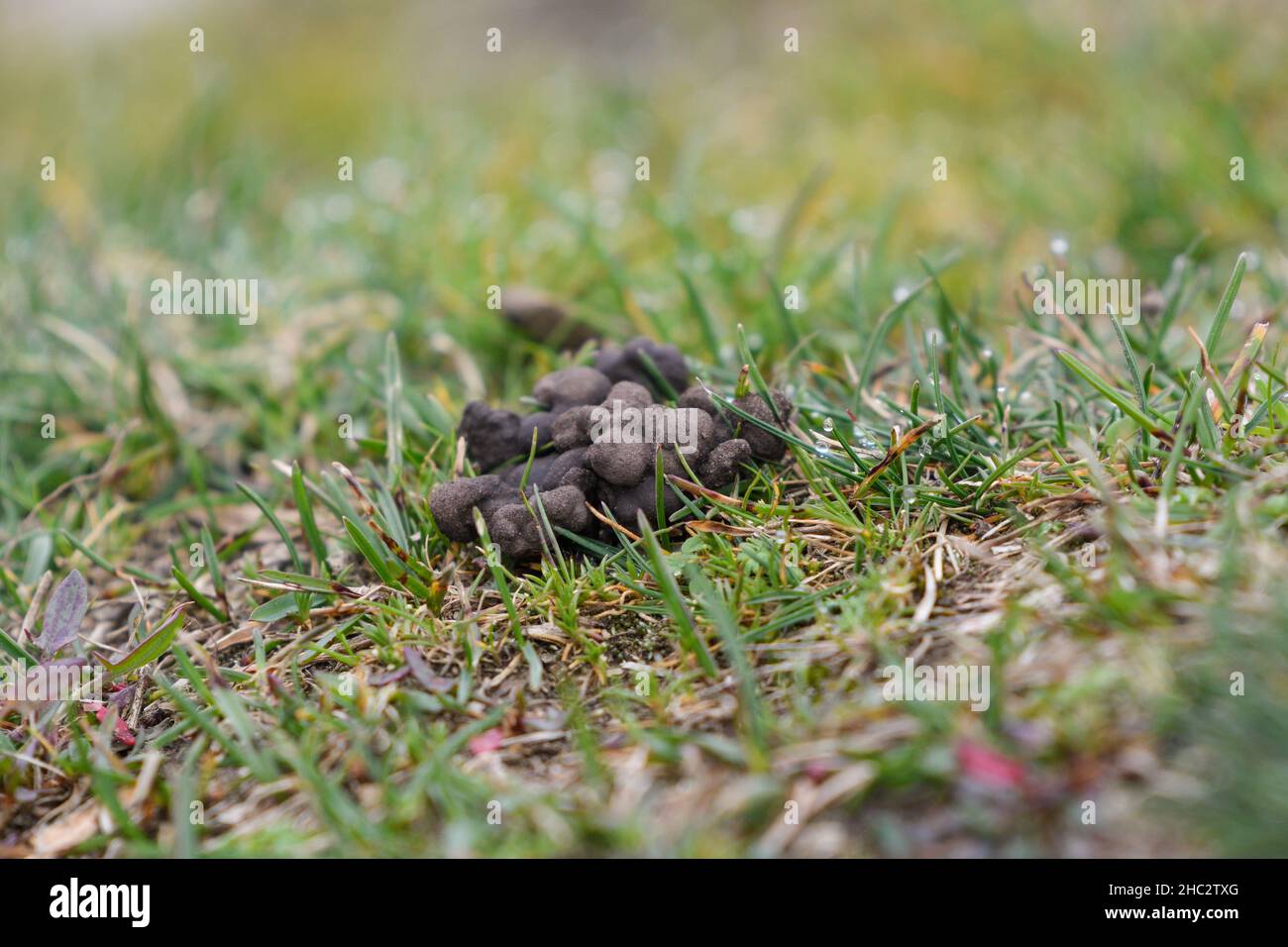 Closeup of a wormcast of an earthworm in a meadow Stock Photo