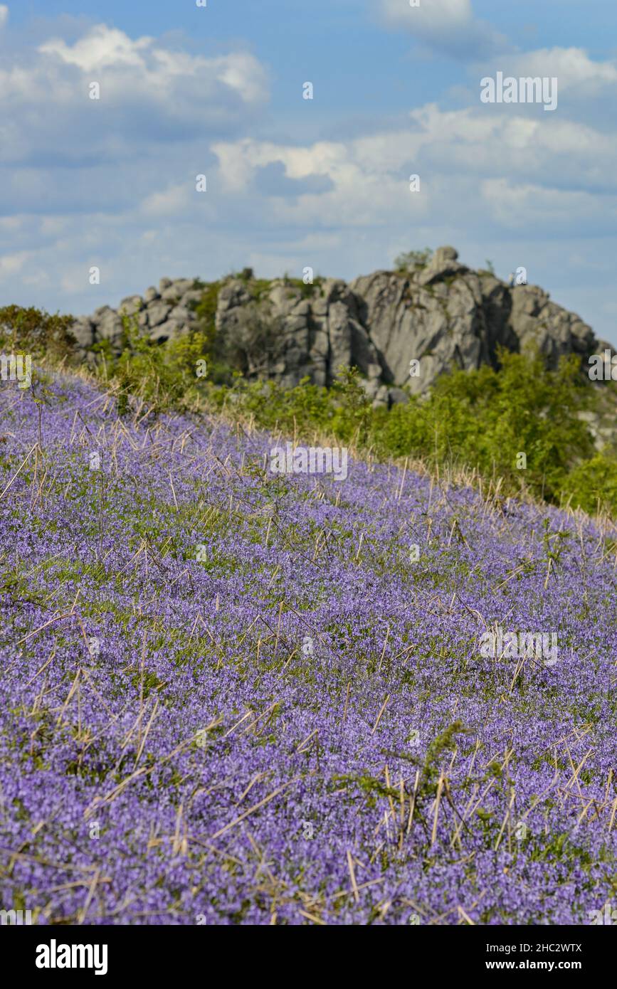 UK, England, Devonshire. Bluebell carpet at Holwell Lawn, Dartmoor National Park in the West Country. The fields lie between Hound Tor & Haytor Rocks. Stock Photo