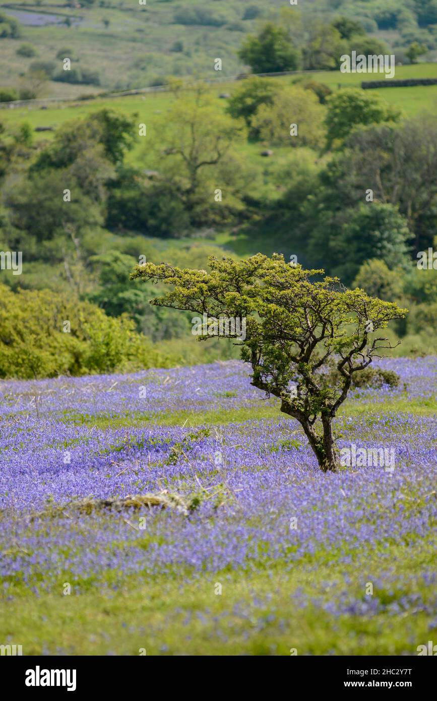 UK, England, Devonshire. Bluebell carpet at Holwell Lawn, Dartmoor National Park in the West Country. The fields lie between Hound Tor & Haytor Rocks. Stock Photo