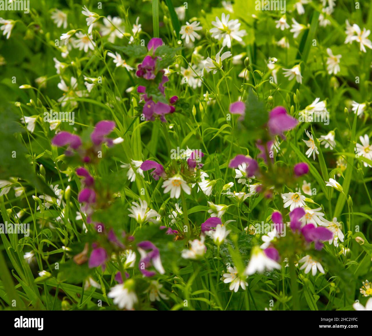 In a spring forest glade, the honey shoots of Stellaria holostea L bloom profusely with white flowers Stock Photo