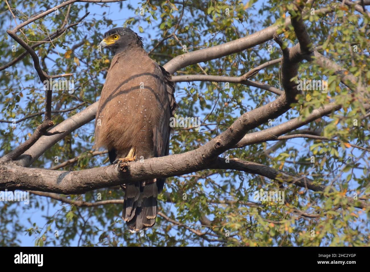 Serpent eagle habitat hi-res stock photography and images - Alamy