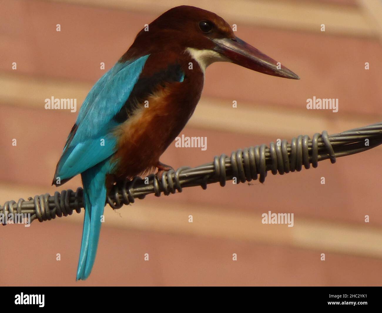 White-throated kingfisher is sitting on a cable Stock Photo