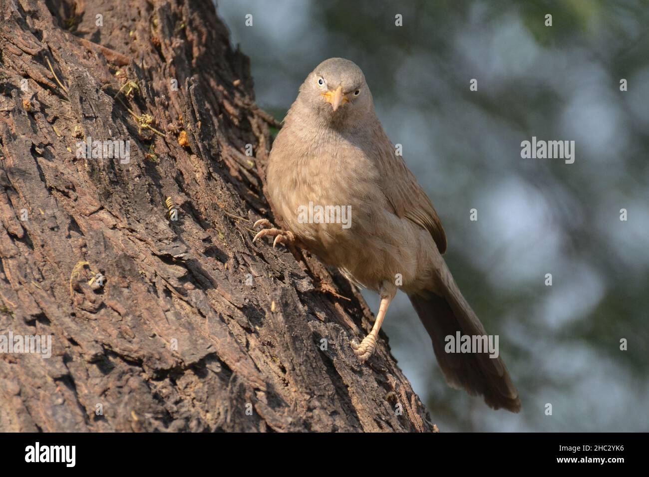 Jungle babbler is sitting on a tree Stock Photo