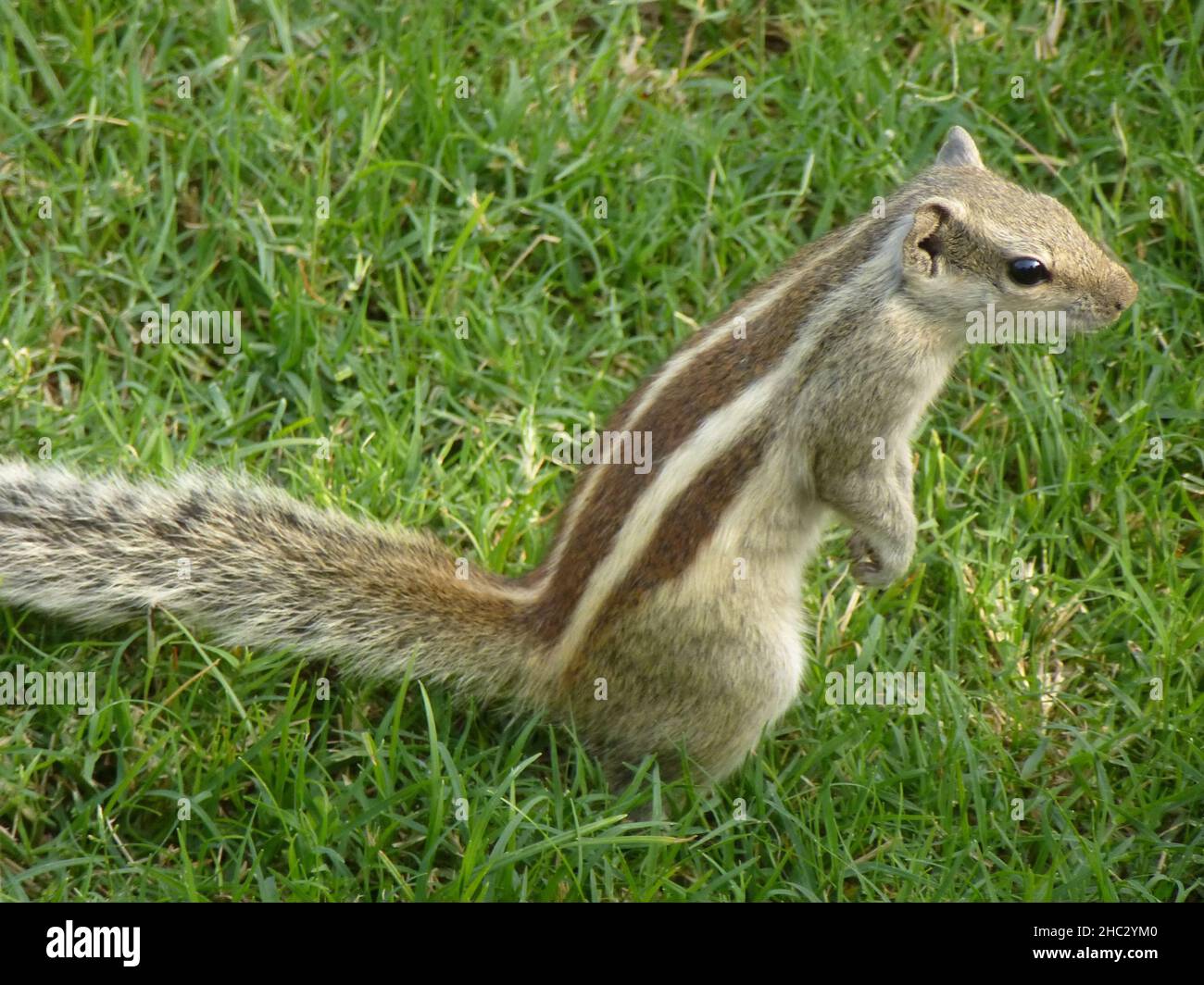 Cute little chipmunk is standing in the grass Stock Photo