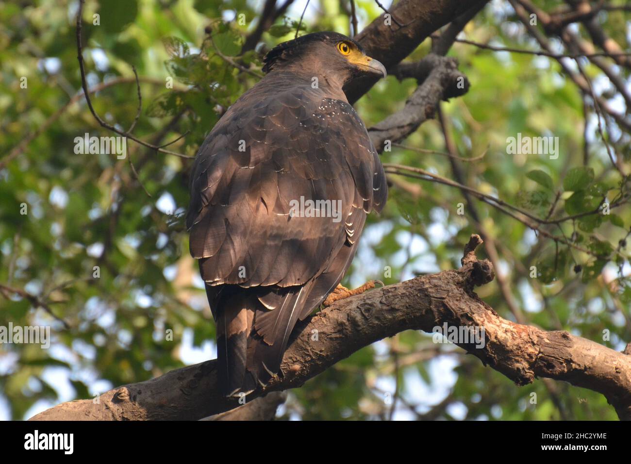Serpent eagle habitat hi-res stock photography and images - Alamy