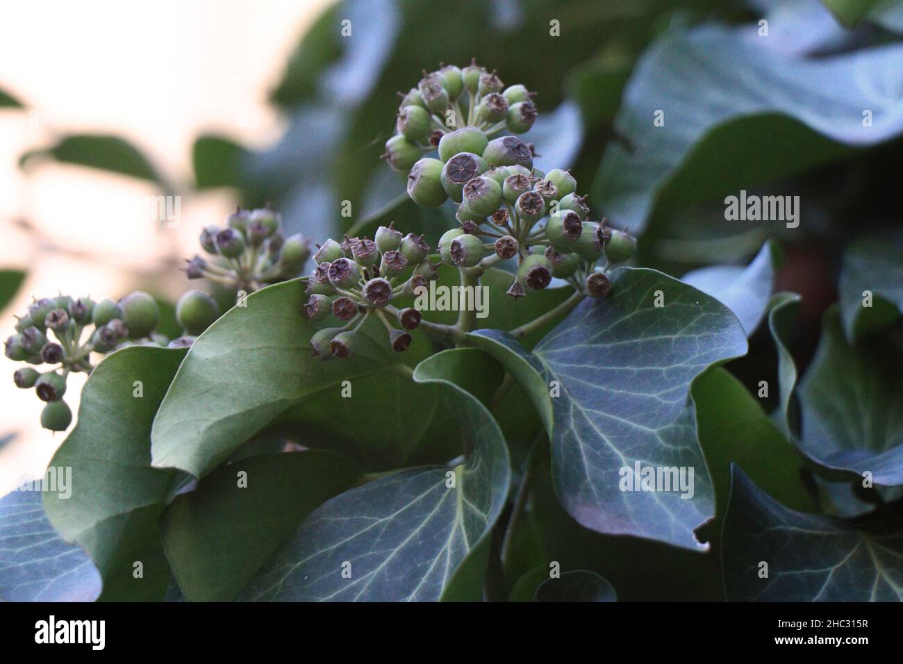 Hedera helix on the fence. common ivy.  Ivy leaves Stock Photo