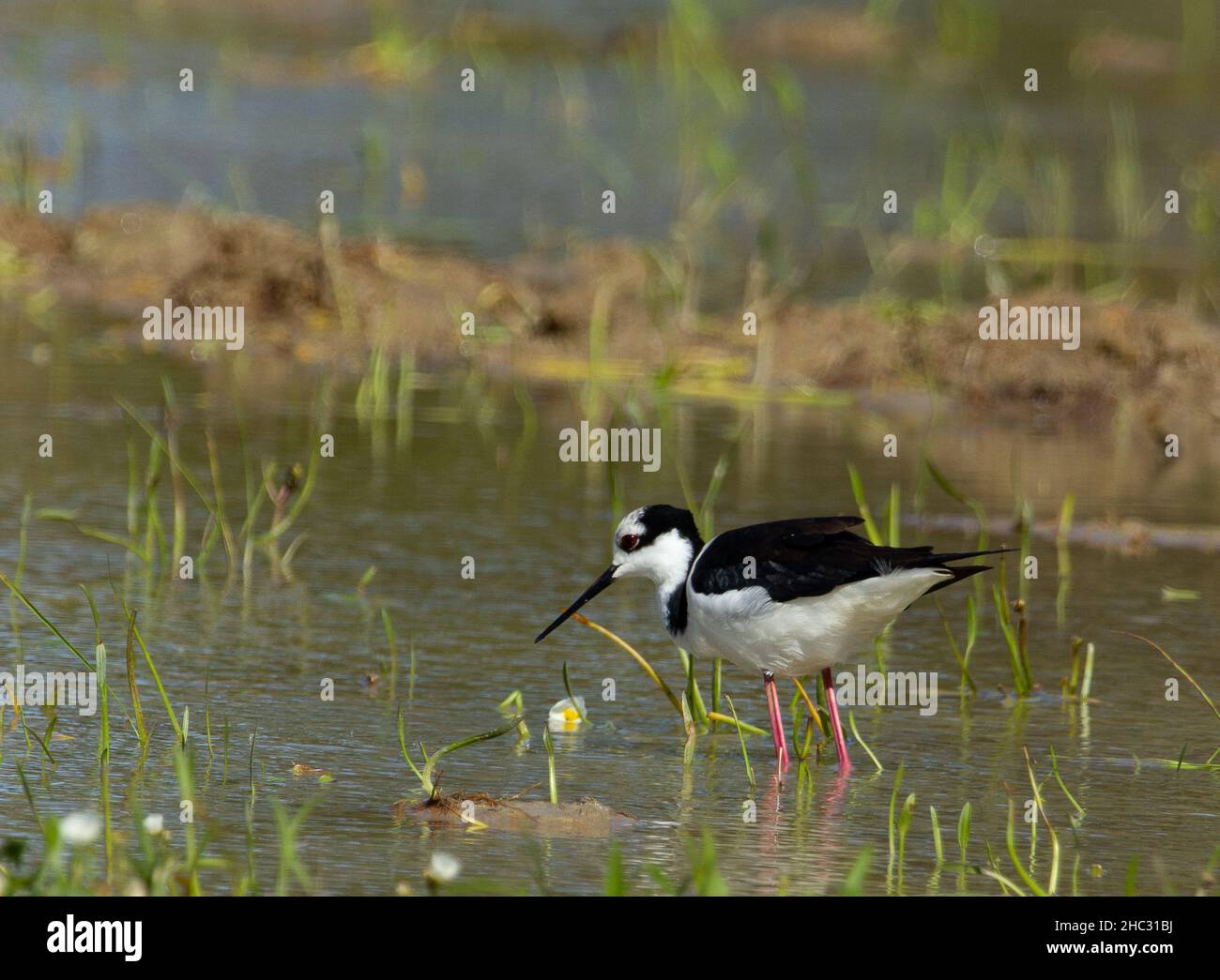 Aves do Brasil Stock Photo