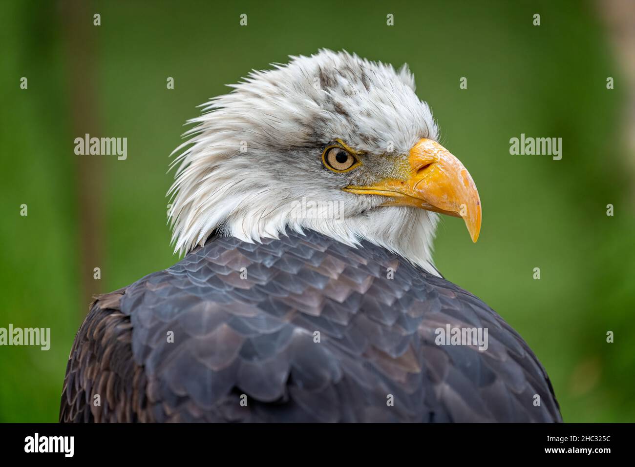 Close up profile view of an adult  Bald Eagle Stock Photo