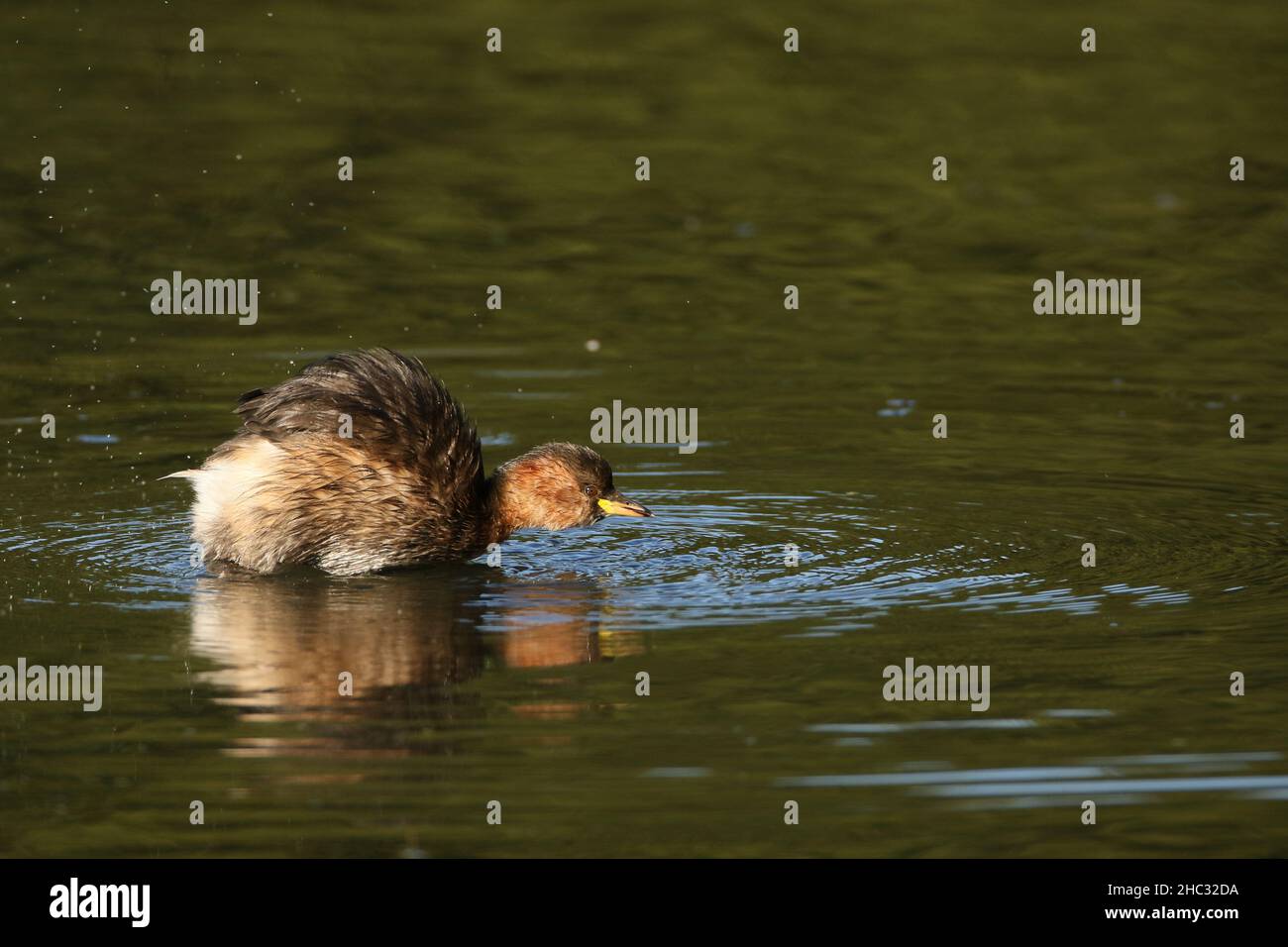 If the water does not freeze little grebe will remain on the territories year around as these birds do on a lake near Warrington Stock Photo