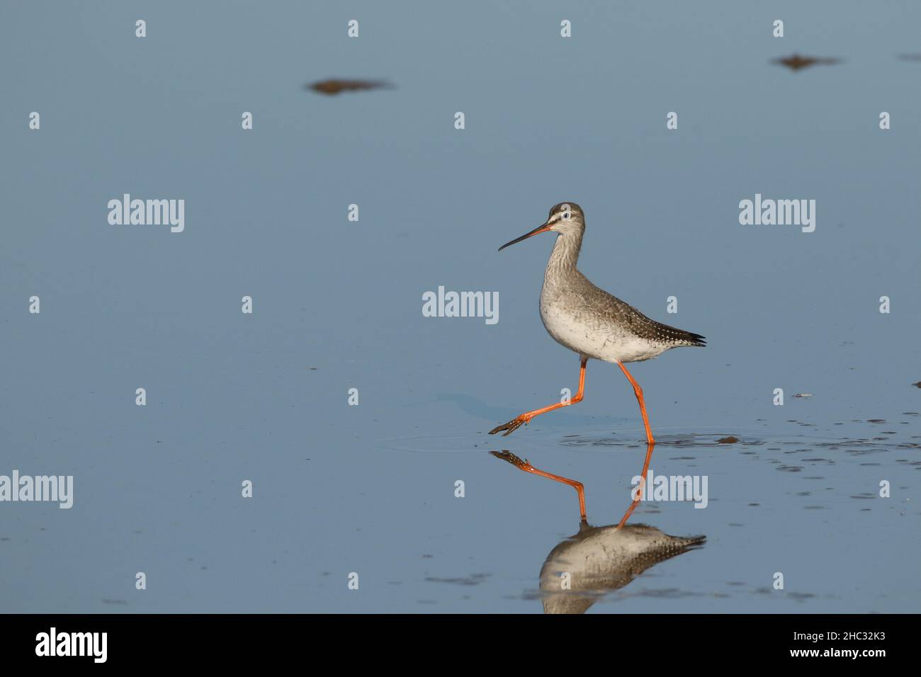 Spotted redshank are frequently described as an elegant bird which I think is highlighted in these images.  In Winter plumage migrating south. Stock Photo
