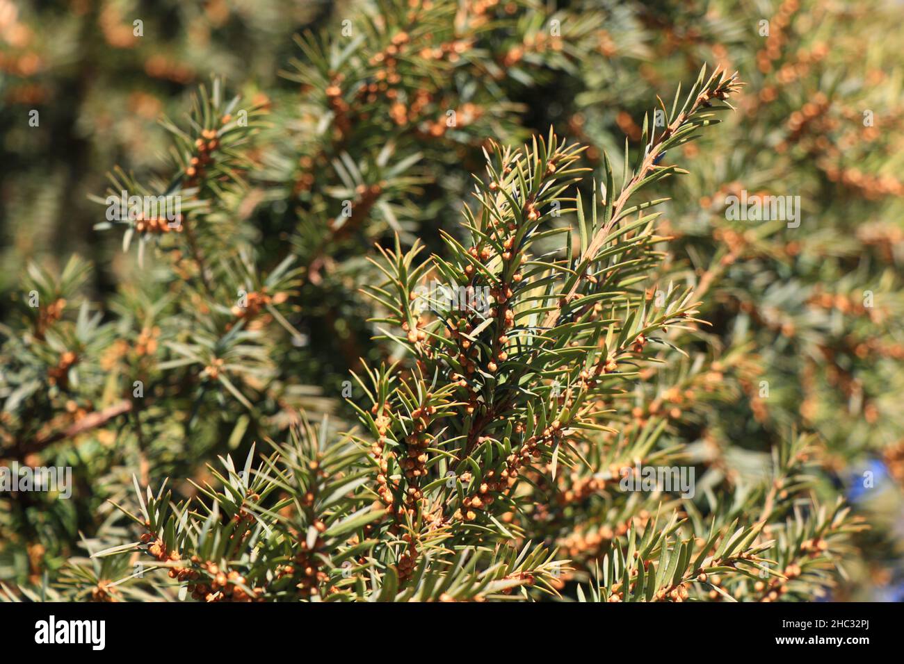 Branches of Taxus baccata in nature. A branch of berry yew. Yew Berries Stock Photo