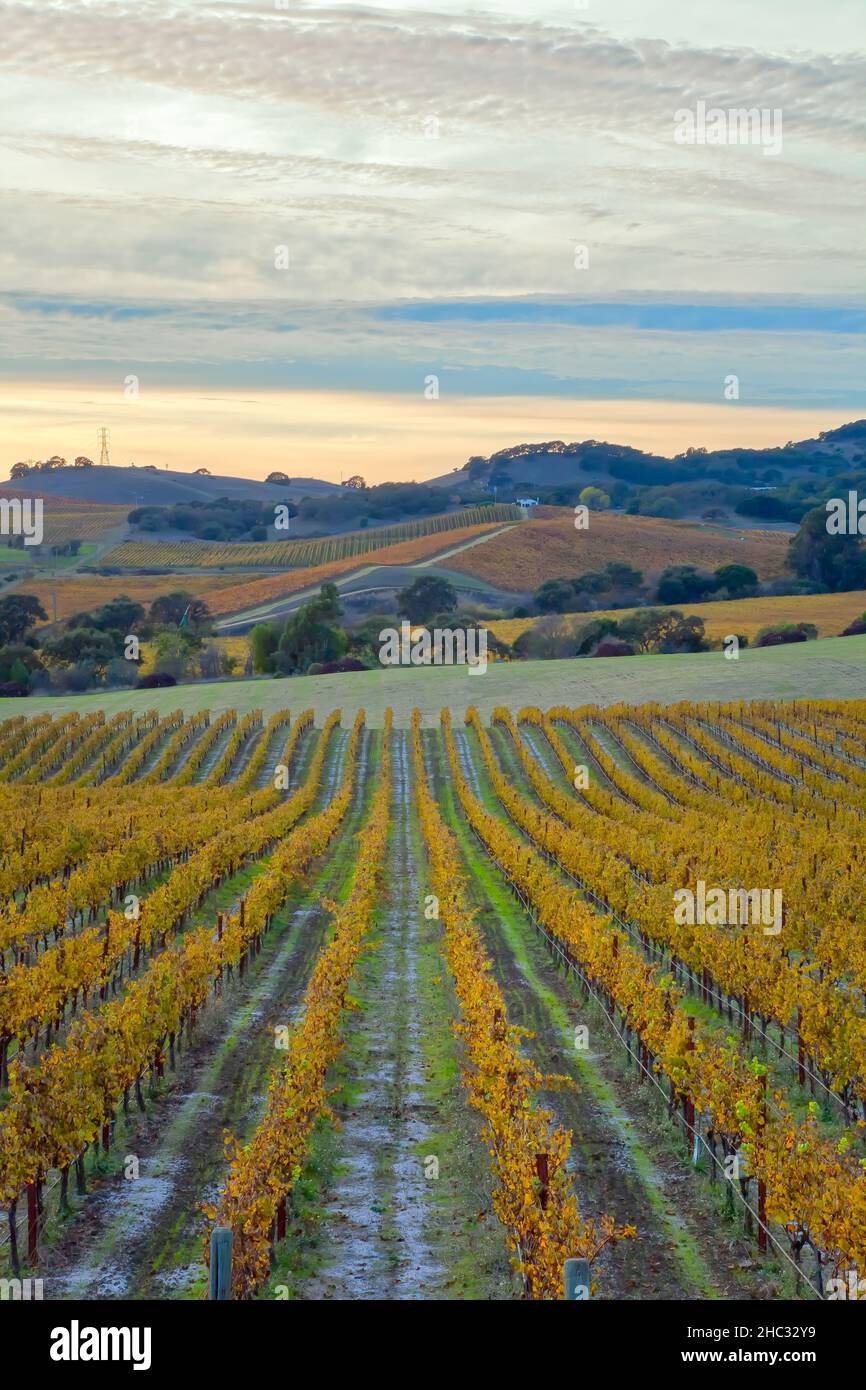 View of the grapevines and the landscapes at Napa Valley in autumn, California, USA. Stock Photo