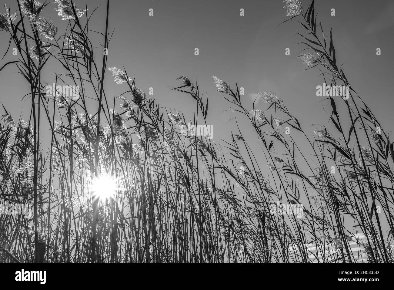 reed plants in bright sunlight in black and white Stock Photo