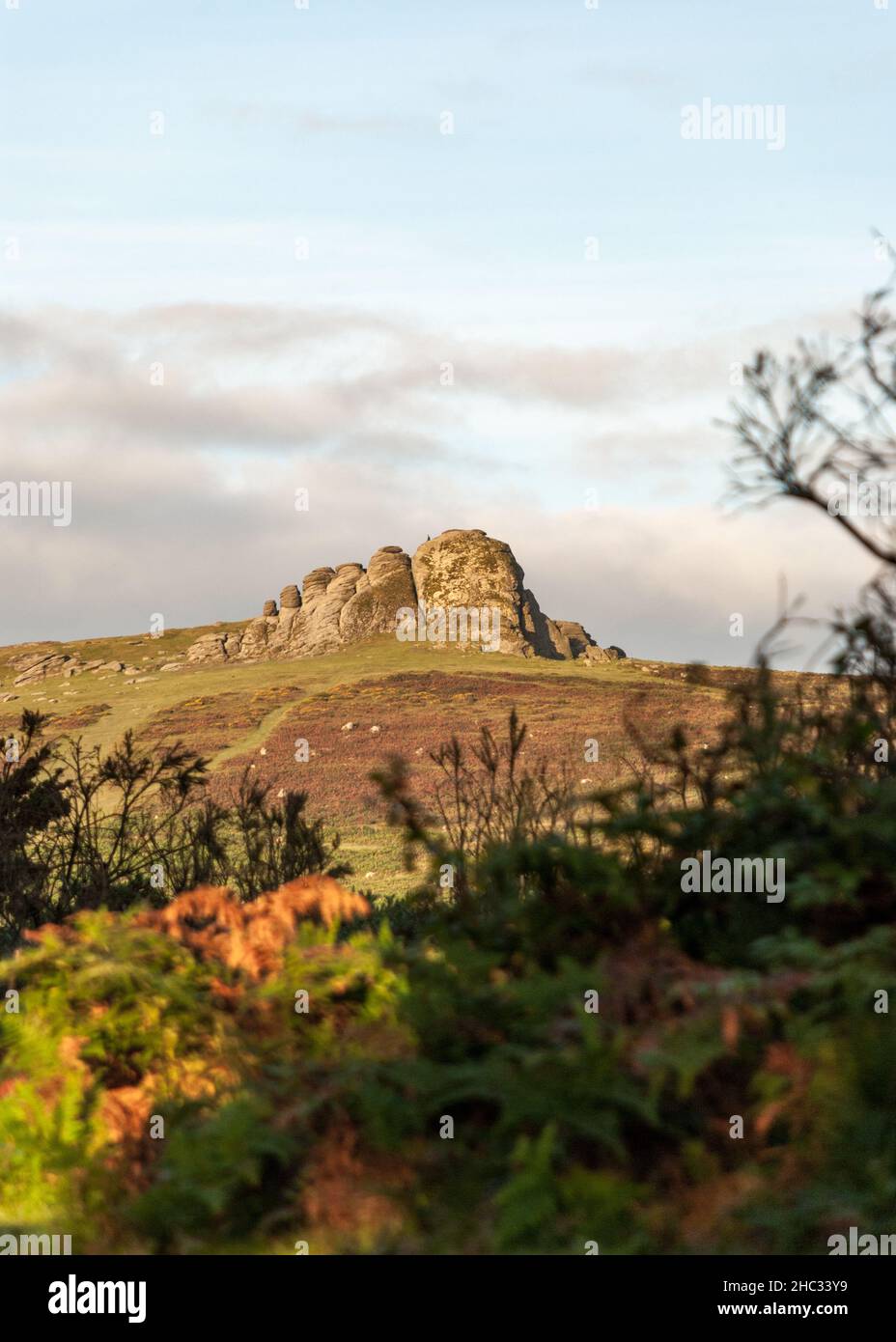 UK, England, Devonshire, Dartmoor. Haytor Rocks with the gorse