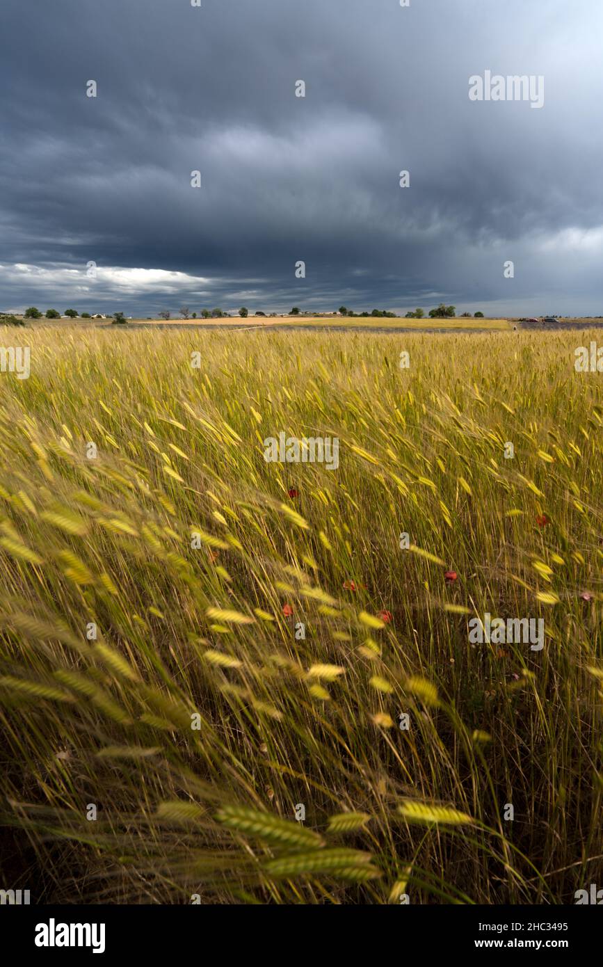 champs de blé sous un temps orageux Stock Photo