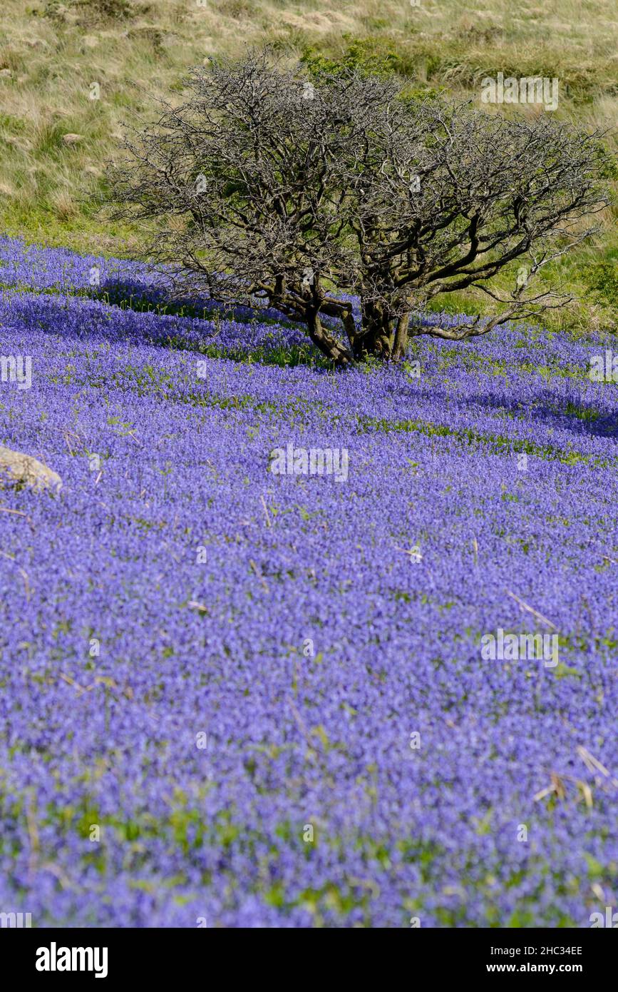 UK, England, Devonshire. Bluebell carpet at Holwell Lawn on Dartmoor National Park in the West Country. The fields lie between Hound Tor & Haytor Rock Stock Photo