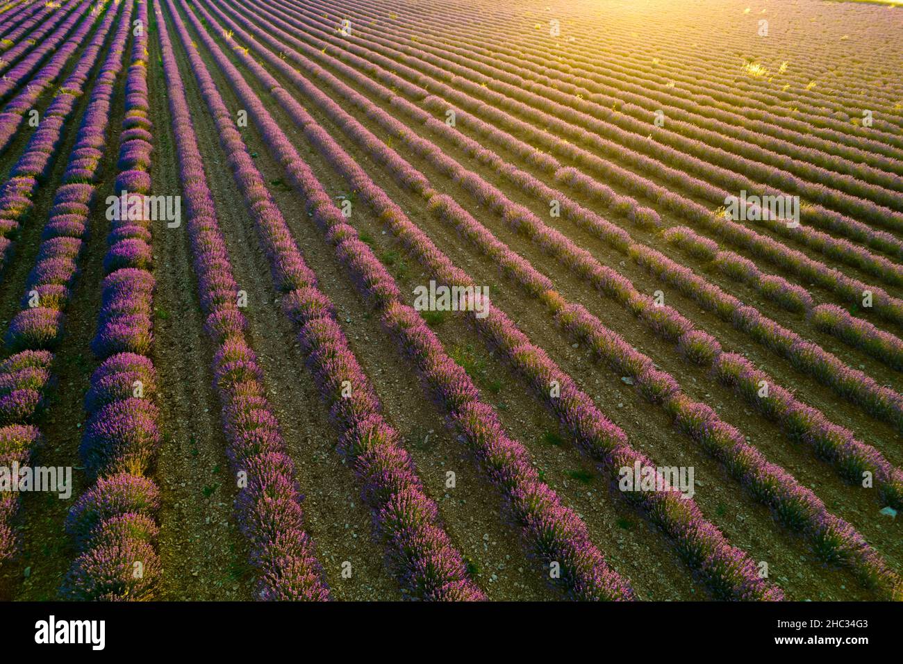 vue au drone d'un champ de lavande Stock Photo