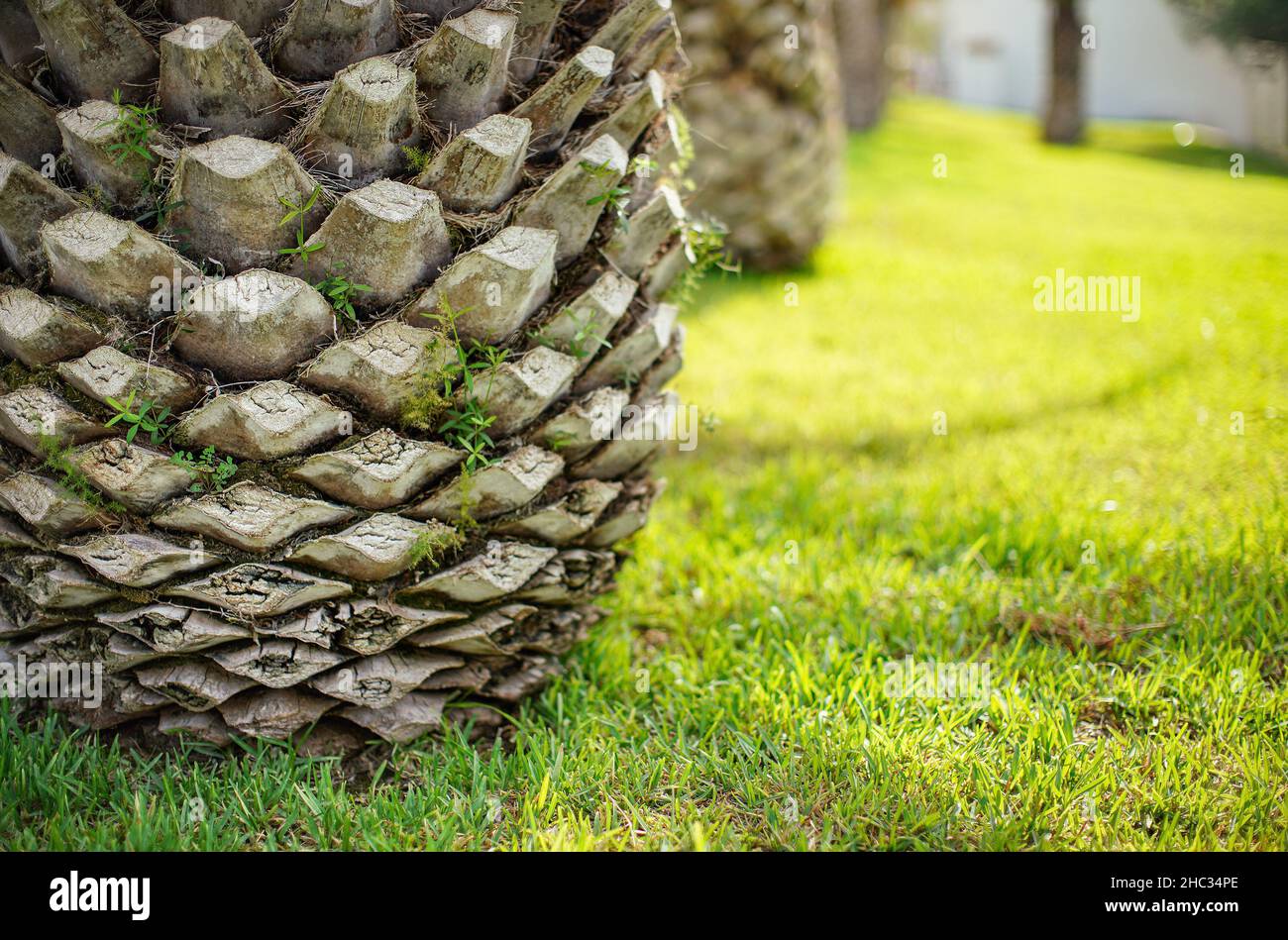 Palm tree trunk with branches cut in nice pattern, blurred sun lit green grass background Stock Photo
