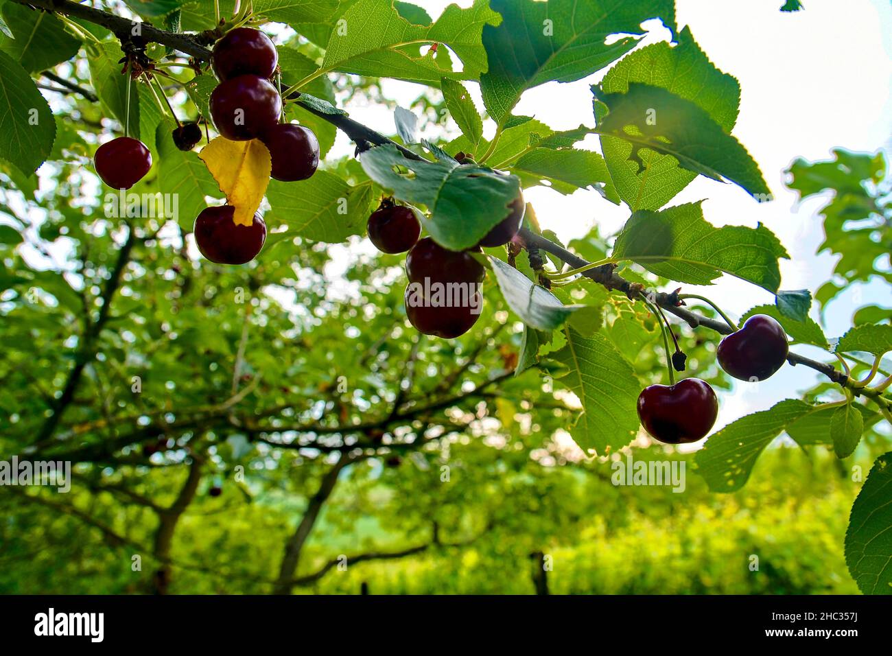 Sour cherry fruits hanging on branch. Sour cherries with leaf. Sour cherry tree Stock Photo Alamy Sour cherry fruits hanging on branch. Sour cherries with leaf. Sour cherry tree Stock Photo Alamy