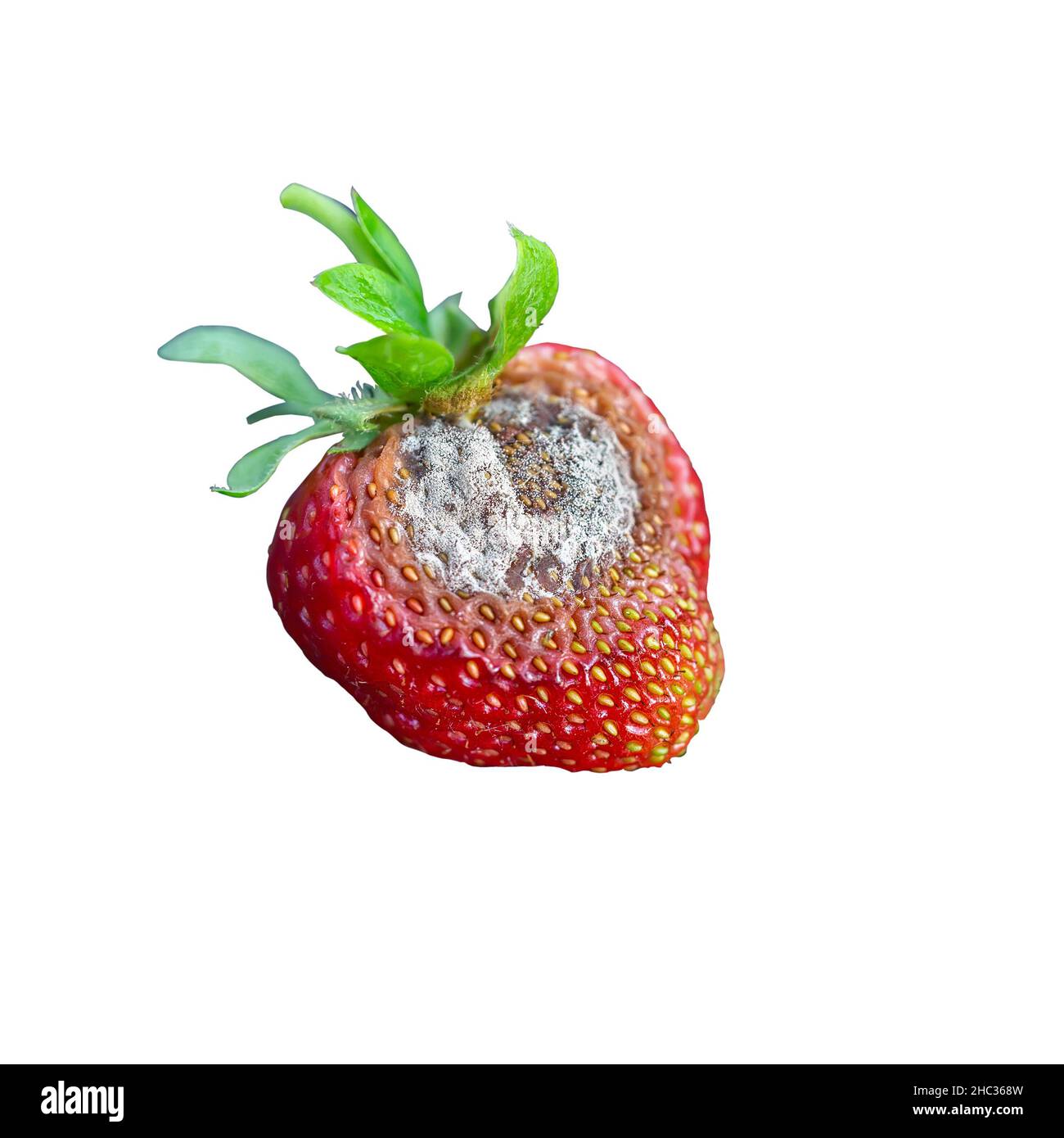 Strawberry berry with rot. rotten fruit. Fungal diseases of fruits and other products. Isolated on a white background. Stock Photo