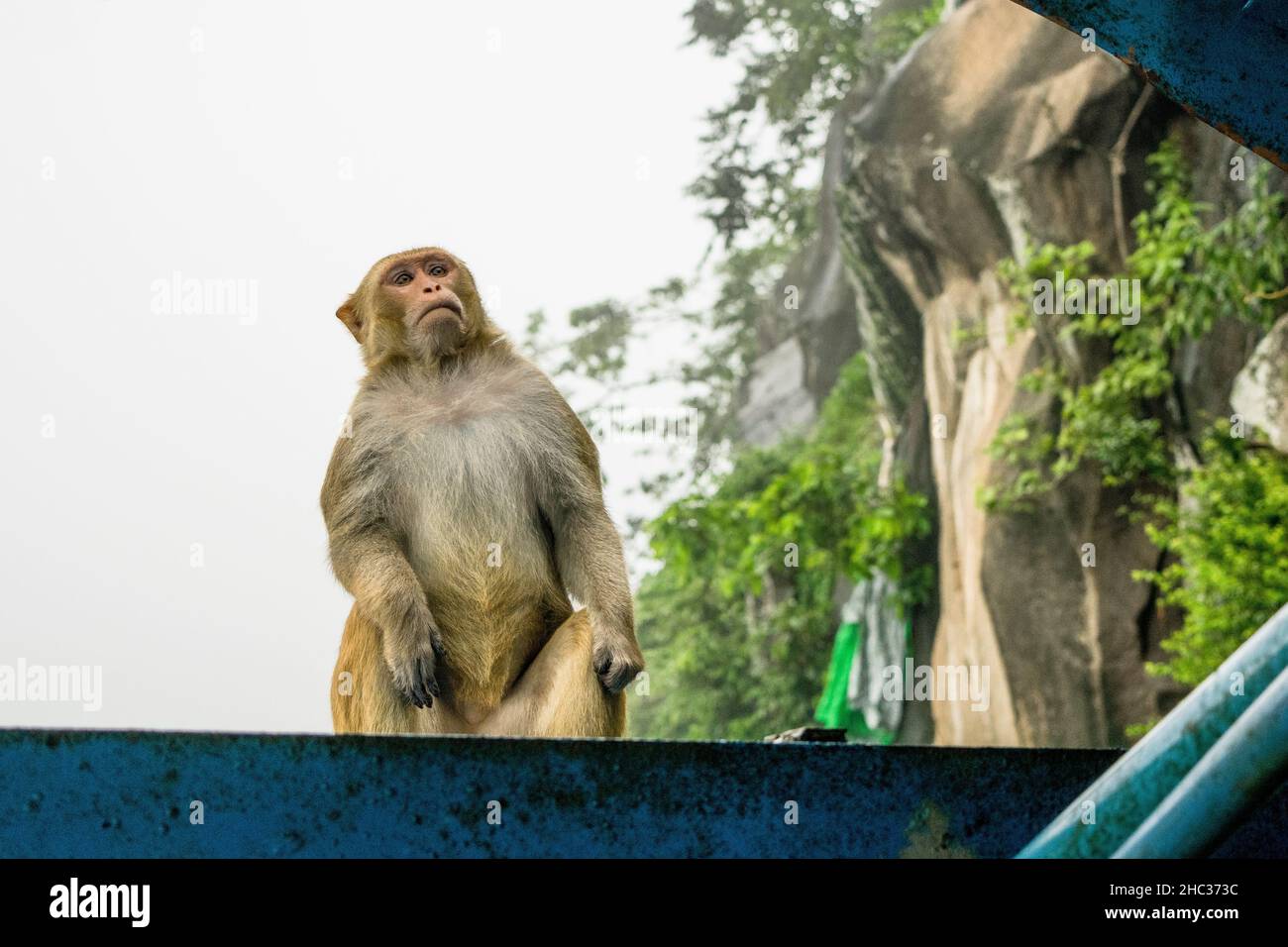 A closeup shot of a Rhesus macaque primate monkey sitting on a metal railing and resting in Myanmar, Burma, Asia Stock Photo