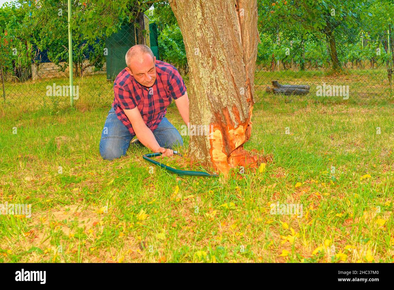 Man cutting an old tree on his huge garden by handsaw during summer