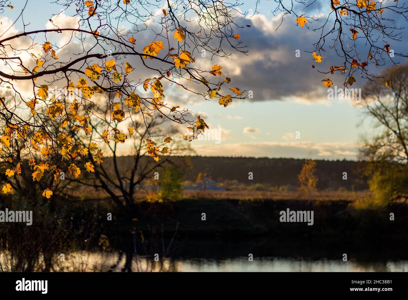Branches of a maple tree with yellow leaves against a beautiful sky ...