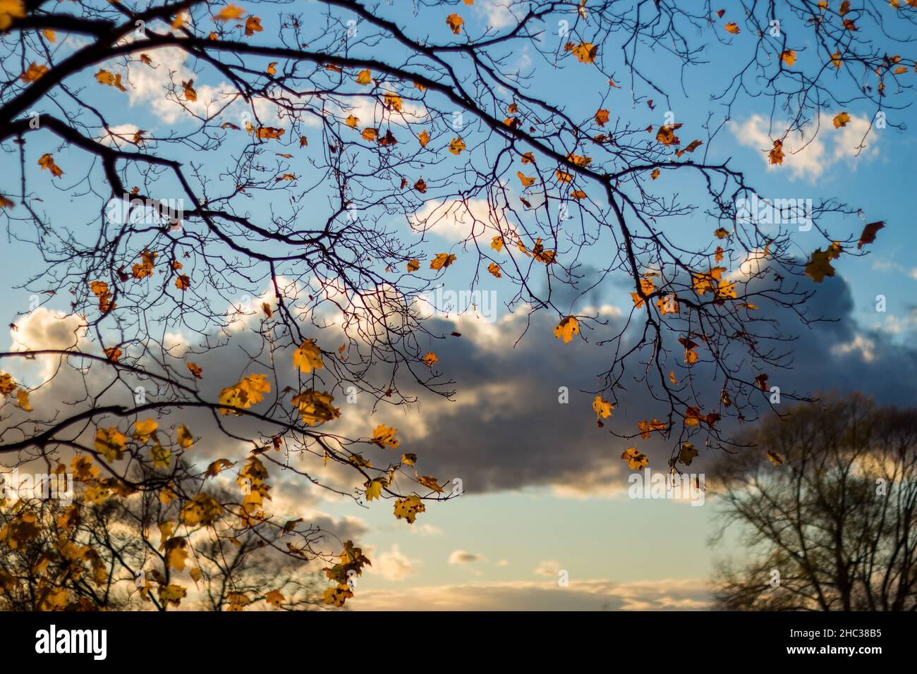 Branches of a maple tree with yellow leaves against a beautiful sky ...