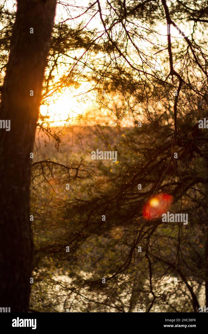Sunlight shines through the branches of a pine tree during sunset. An