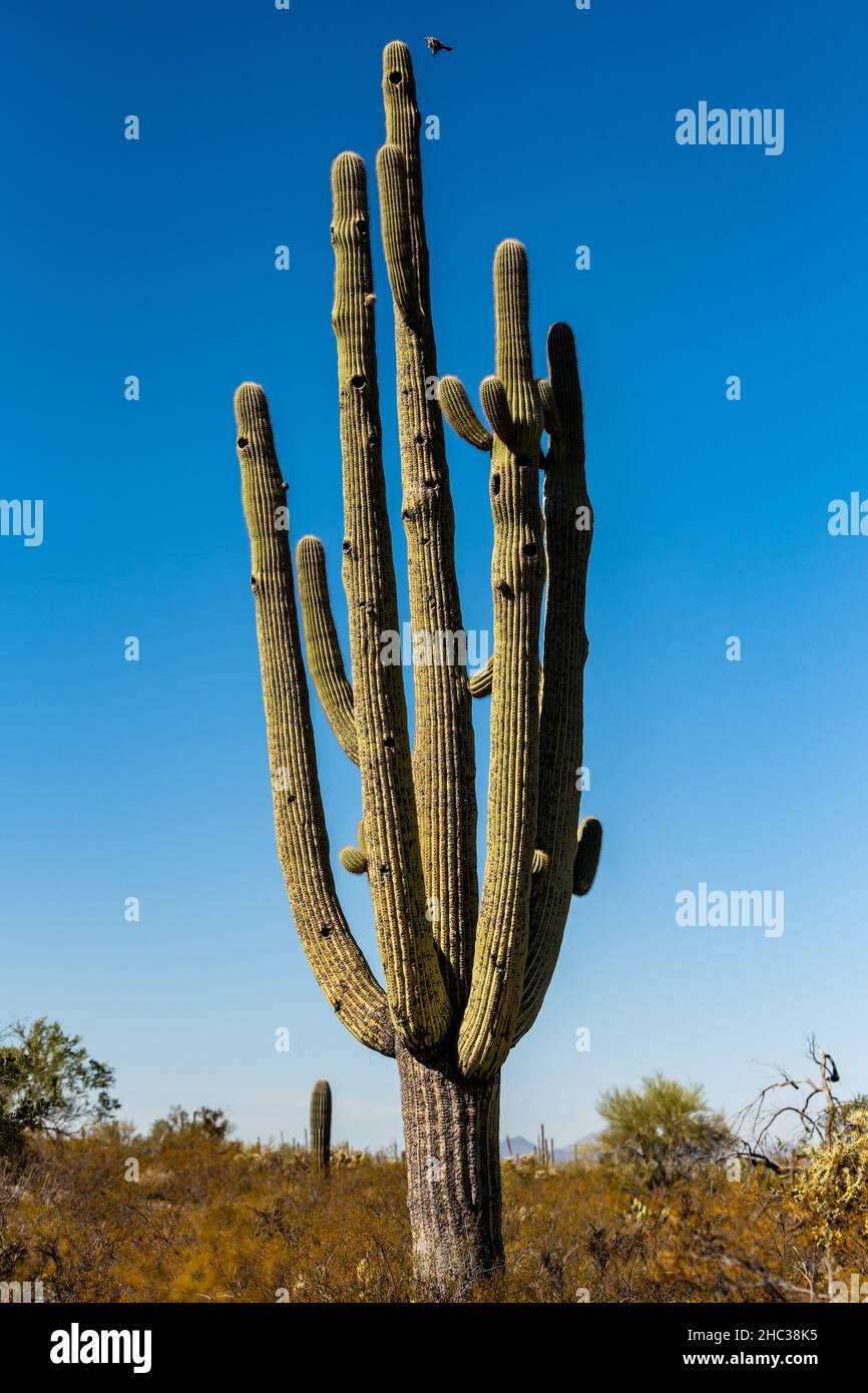 Giant Saguaro Cactus with Bird Approaching Nest in Sonoran desert Stock ...