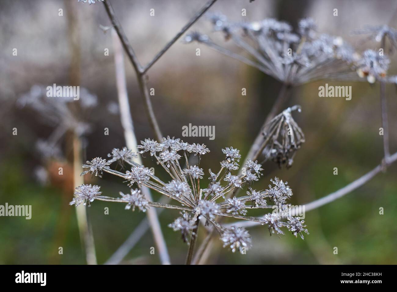 Umbelliferae (Apiaceae) plants covered with ice. Consequences of freezing rain Stock Photo