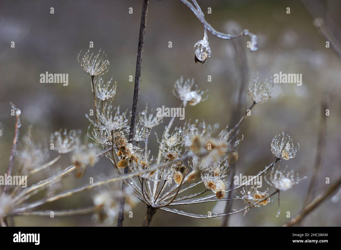 Umbelliferae (Apiaceae) plants covered with ice. Consequences of freezing rain Stock Photo