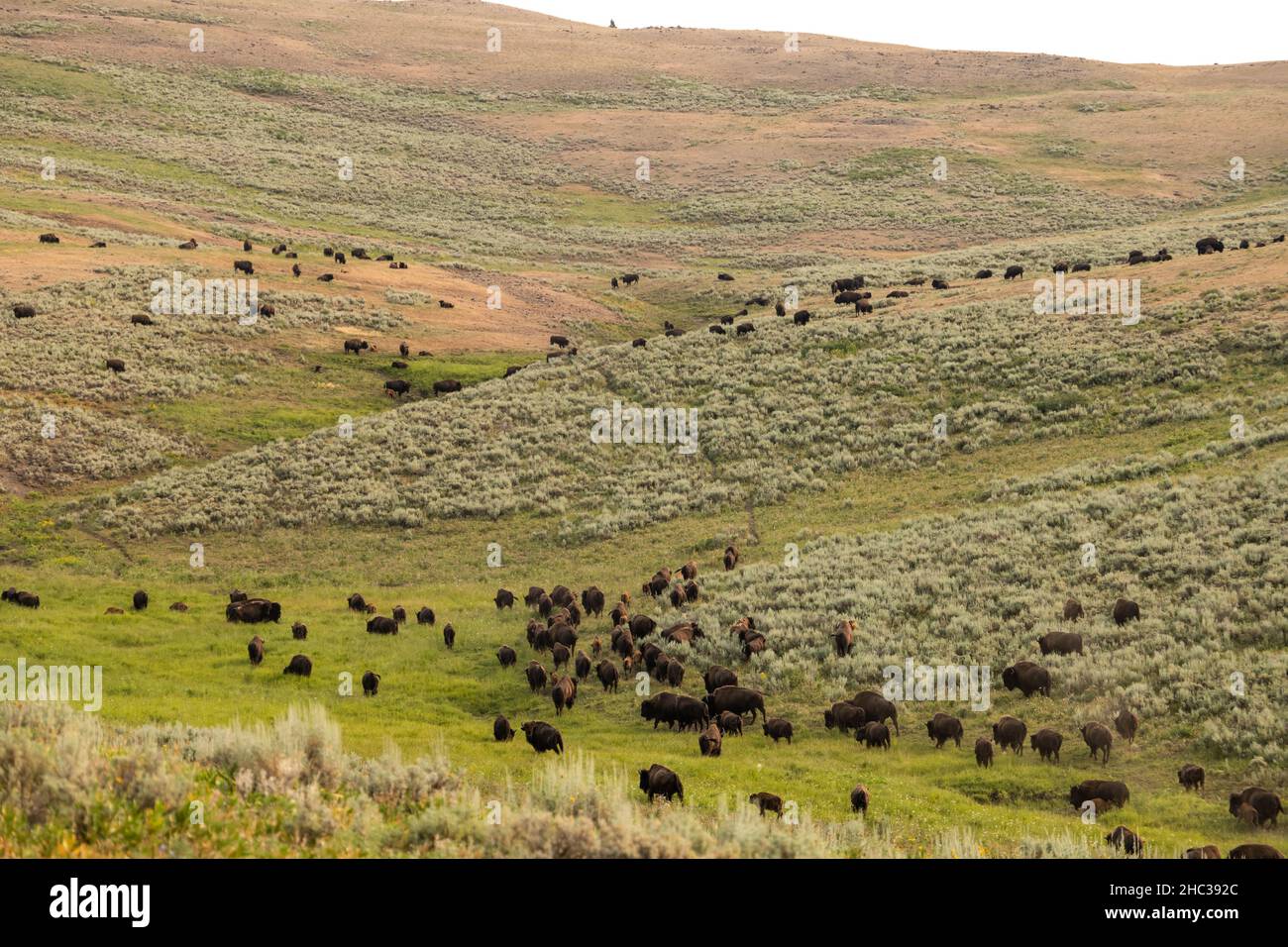 Herd of Bison Slowly Begin To Climb Hillside In Remote Yellowstone ...