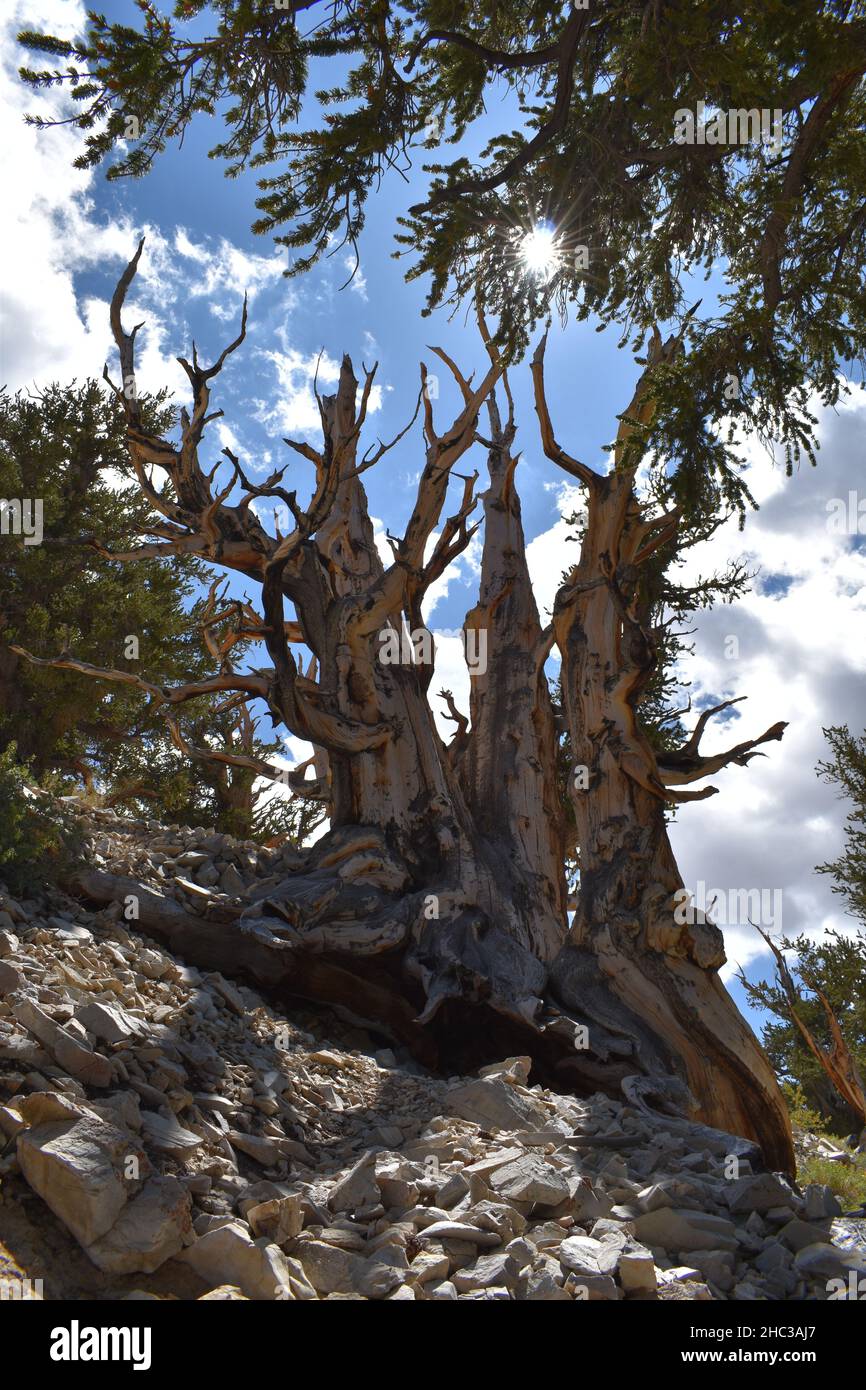 Ancient Bristlecone Pine Forest, California. Stock Photo