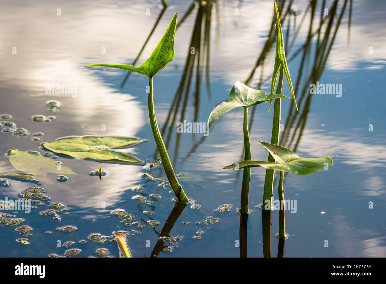 River plant arrowhead growing in water Stock Photo Alamy