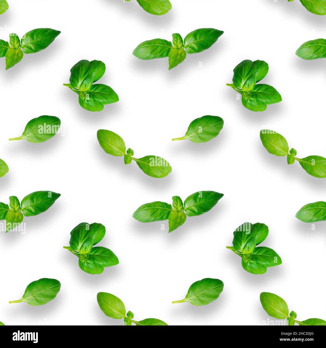 Basil leaves seamless pattern isolated on white background. Top view. Flat lay Stock Photo