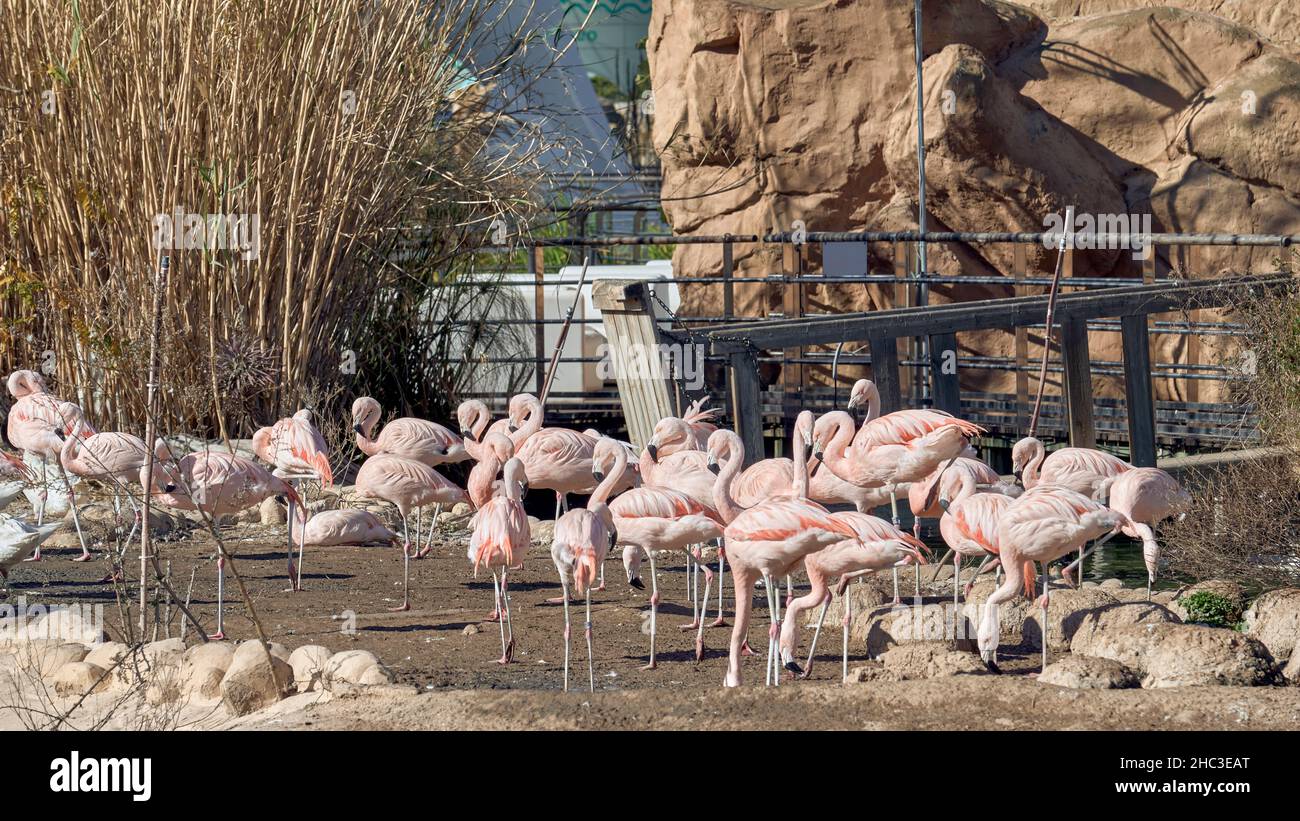 Flamingos, in the oceanographic of the city of Valencia, Spain Stock Photo