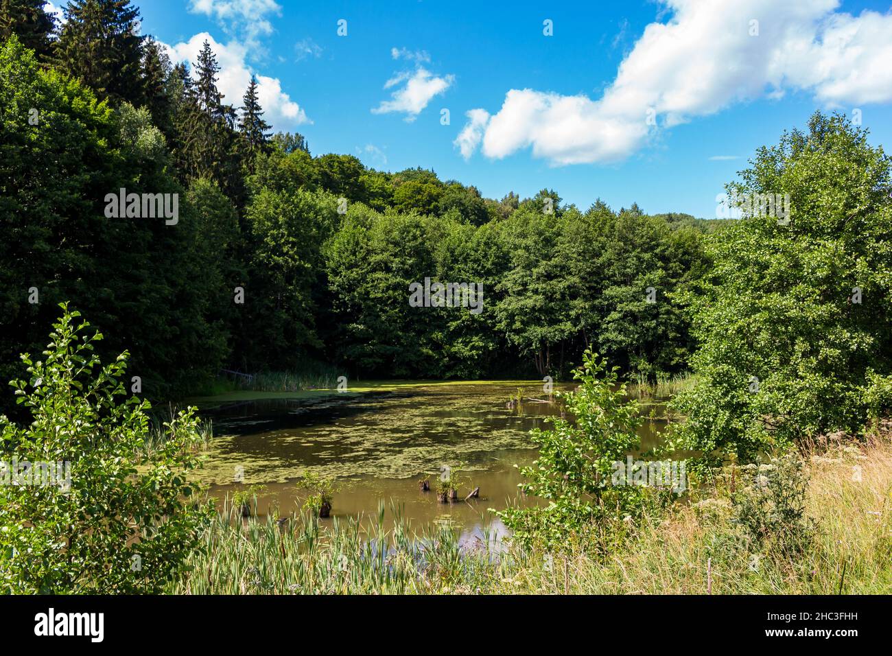 A swampy old pond in a picturesque wilderness area Stock Photo