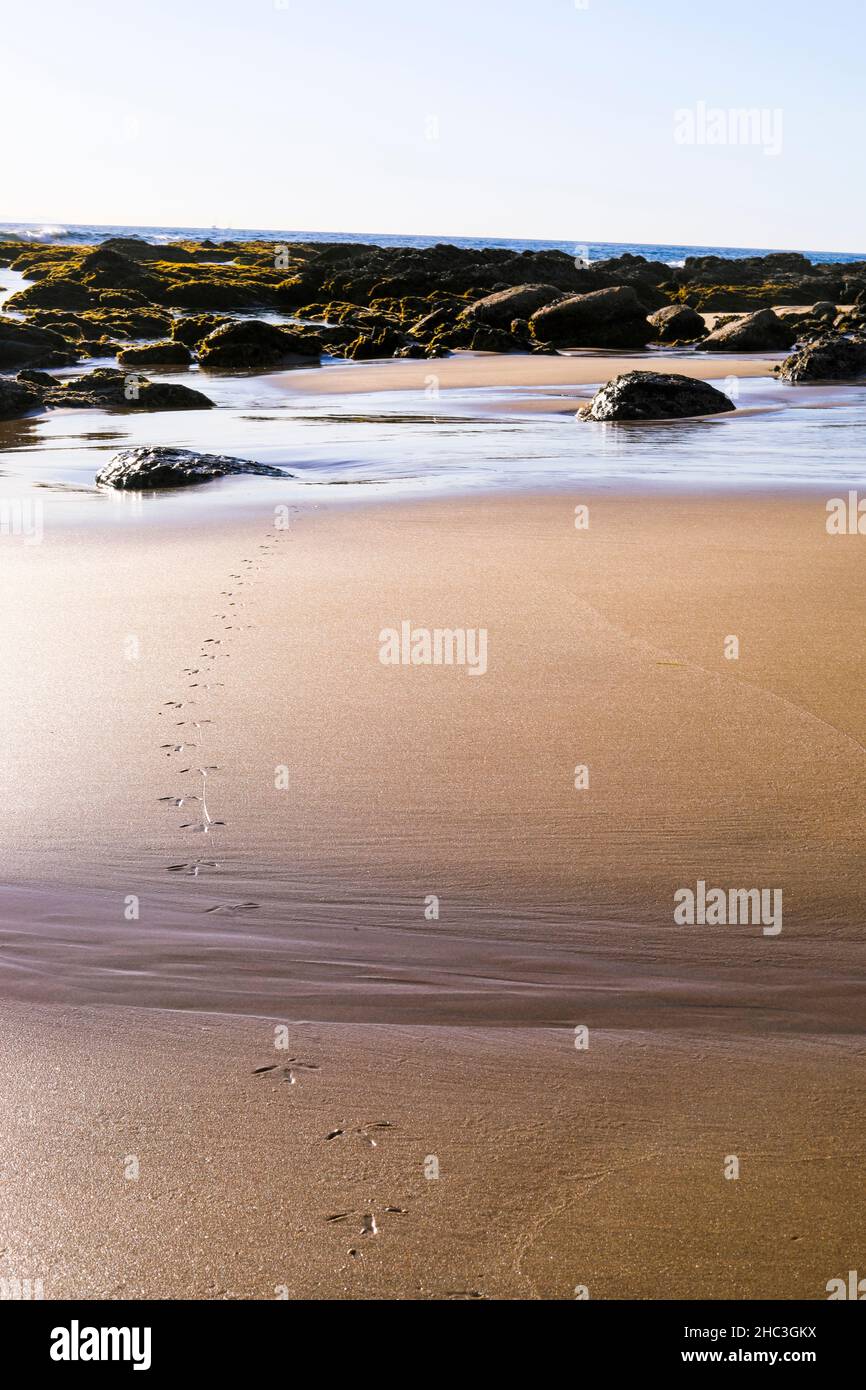 Bird Footprints in Sand on beach Stock Photo