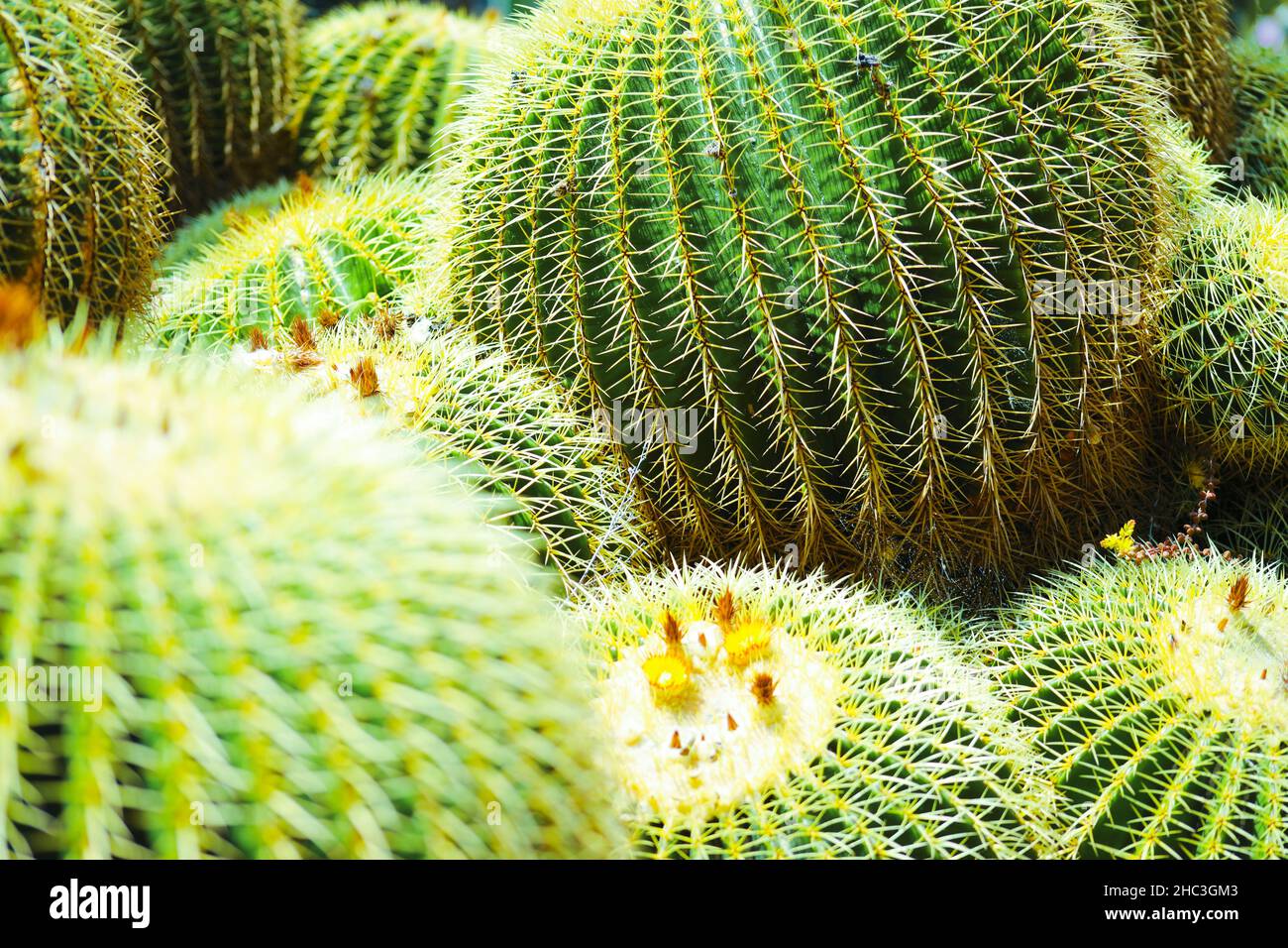Round Cacti in Huntington Gardens Arboretum, Los Angeles, California Stock Photo