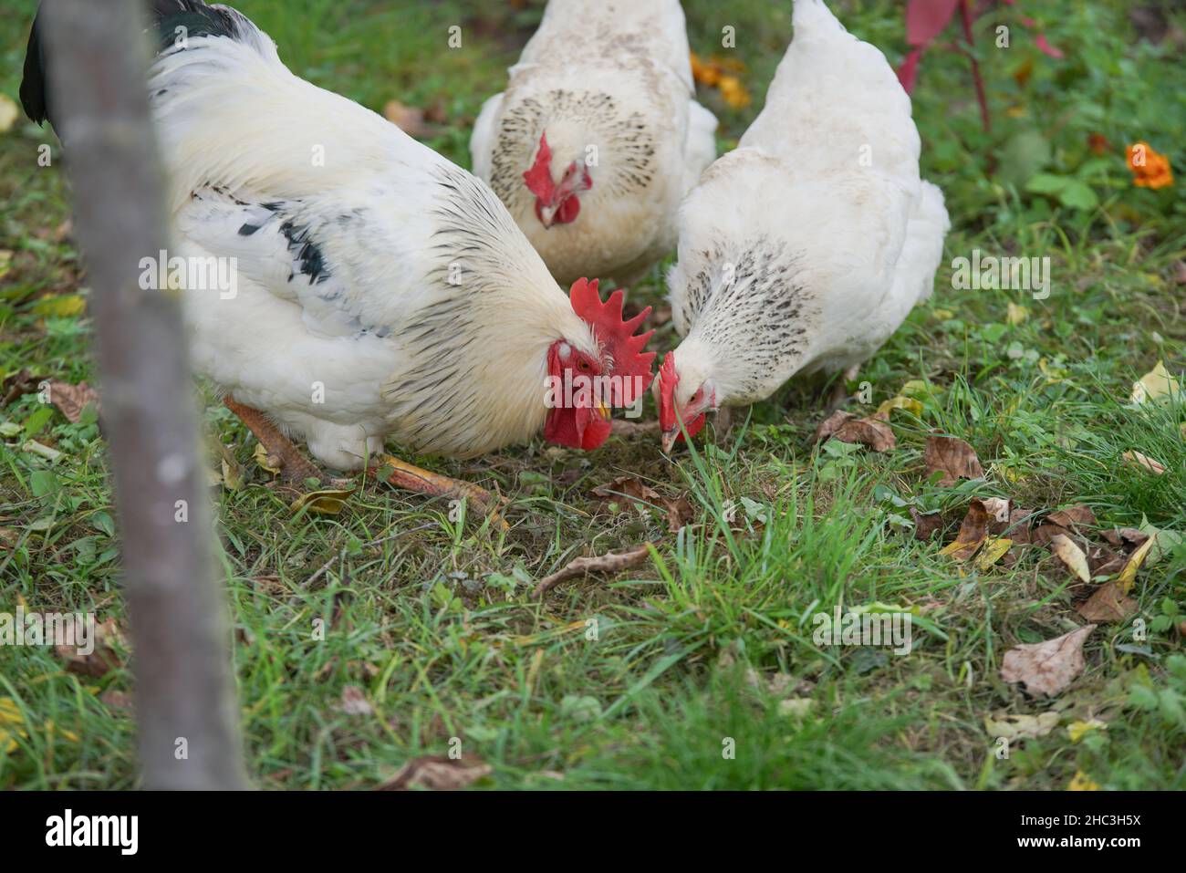 Sussex-Hühner bei der Futtersuche im Schlossgarten Ebracher Hof Stock Photo