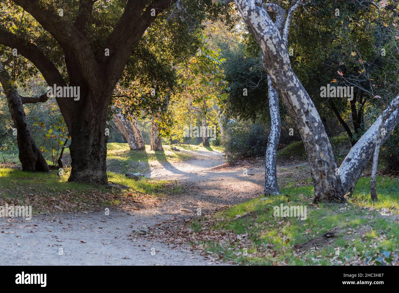 Forest path through Sycamore and Oak trees in the La Canada Flintridge area of Los Angeles County, California. Stock Photo