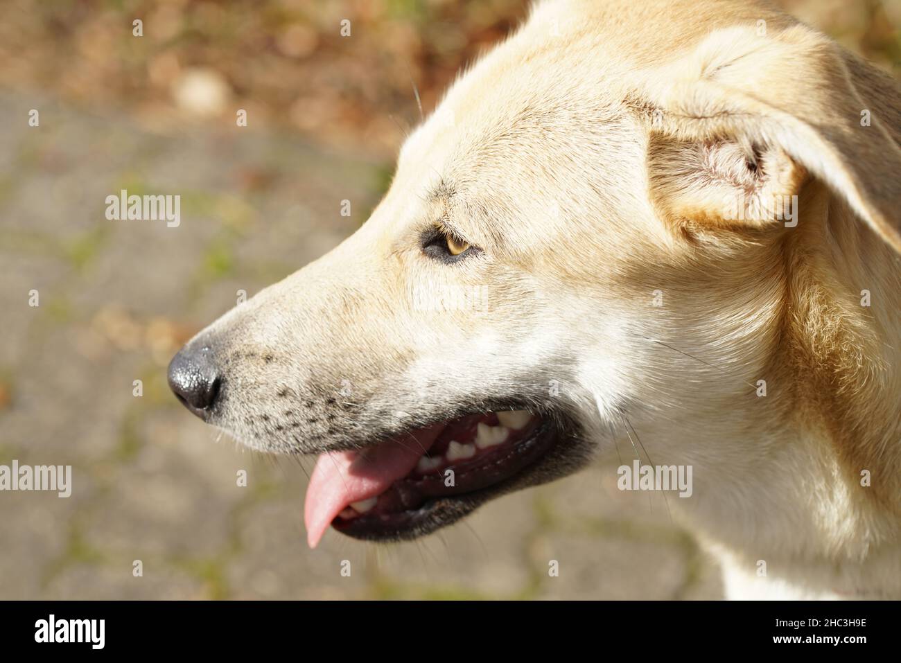 Galgomischlingshund als Portrait Stock Photo