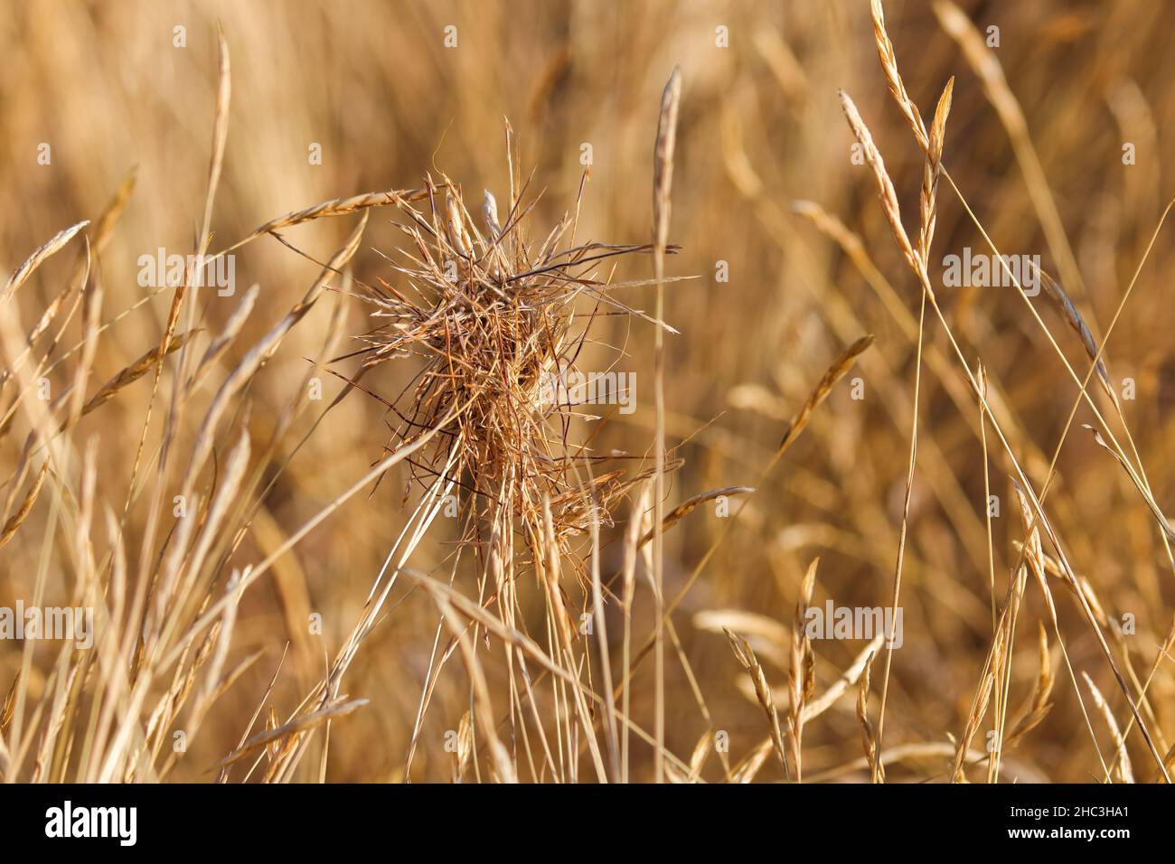 Black Spear Grass Seed Clump (Heteropogon contortus) Stock Photo