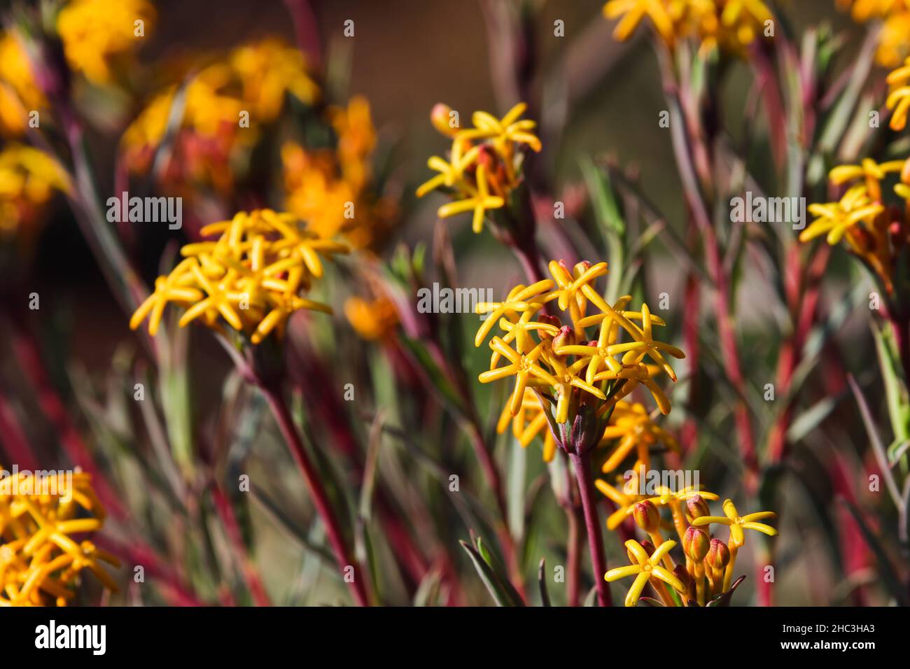 Curry Flower Heads In Bloom (Gnidia capitata) Stock Photo